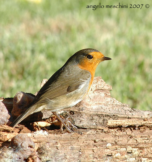 Pettirosso Erithacus rubecula